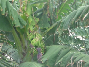The bananas continue to develop